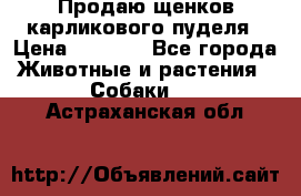 Продаю щенков карликового пуделя › Цена ­ 2 000 - Все города Животные и растения » Собаки   . Астраханская обл.